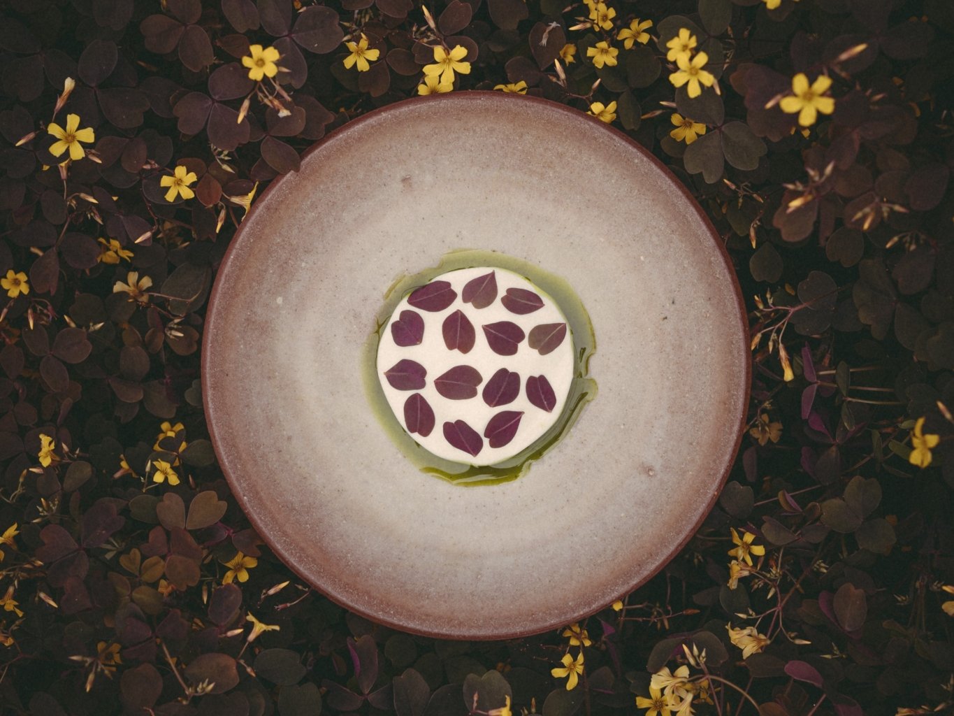 Oxalis